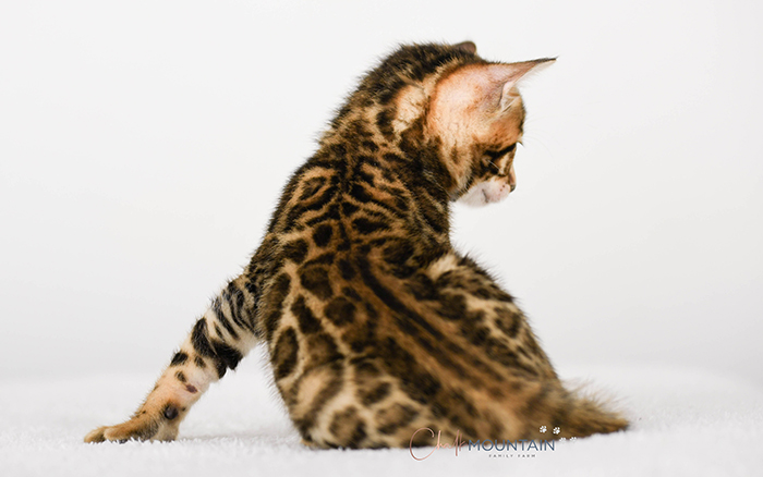 Bengal kitten for sale